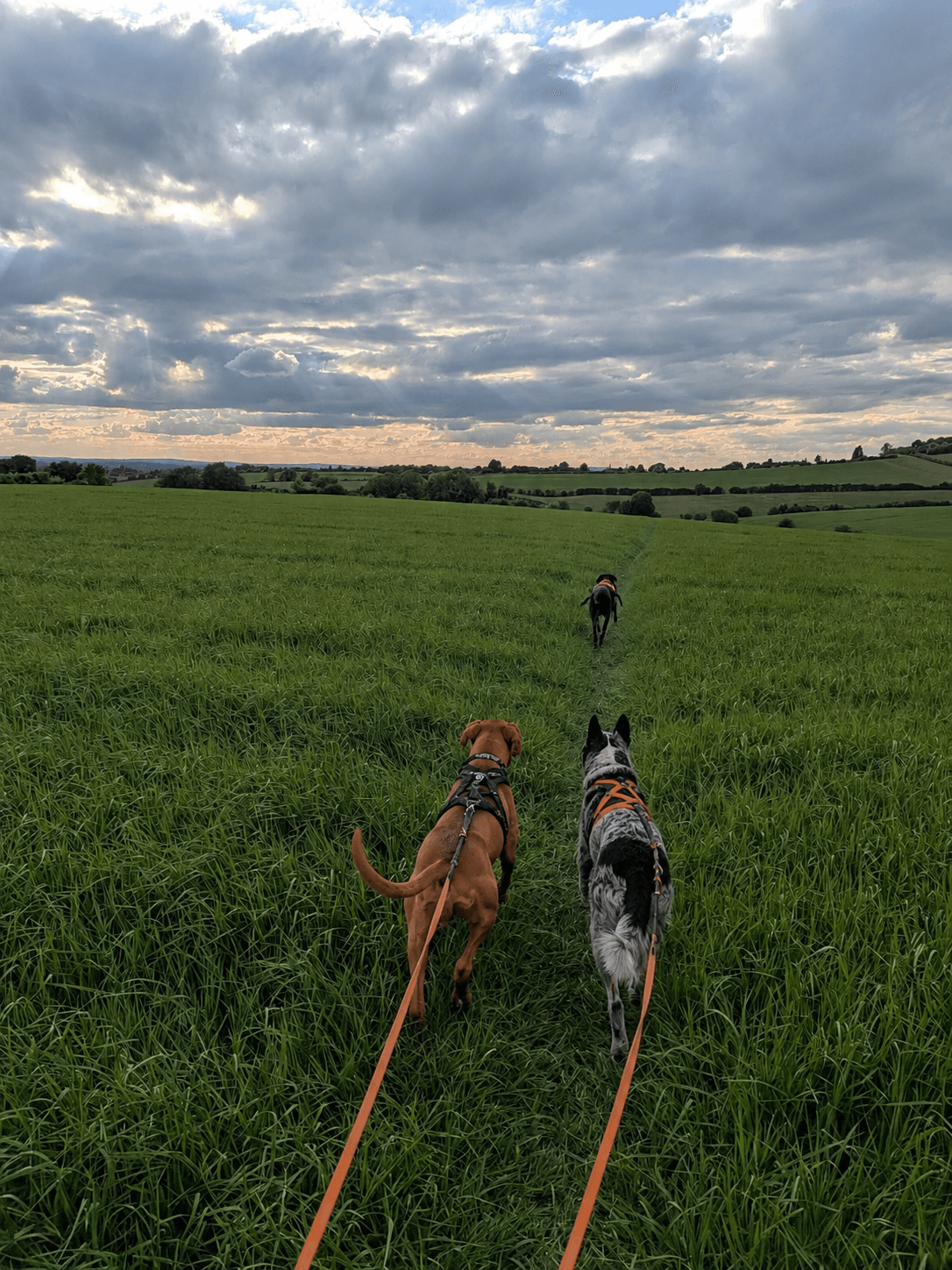Running with a dog